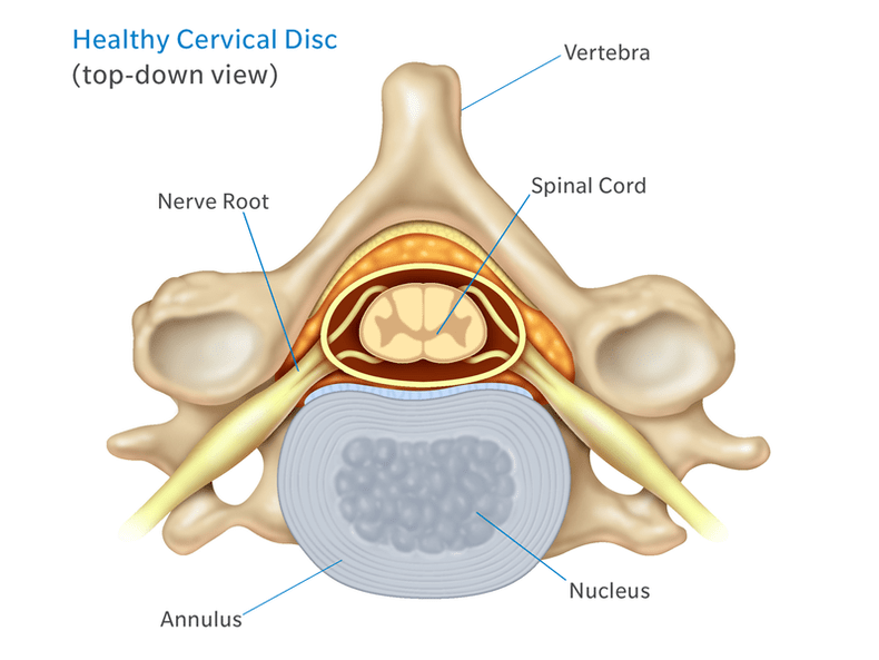 Structure of intervertebral disk